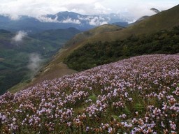 Neelakurinji A walk in floral paradise