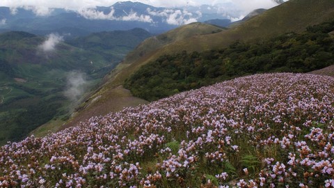 Neelakurinji A walk in floral paradise