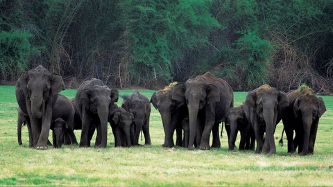 Rajiv Gandhi Nationalpark 