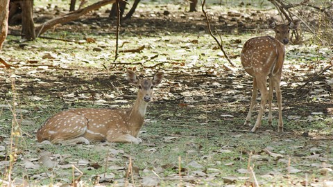 ボア　野生生物保護区