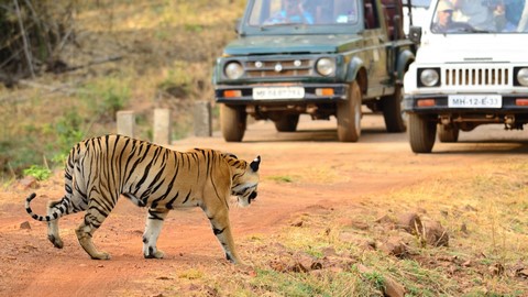 Parc national de Tadoba Andhari 