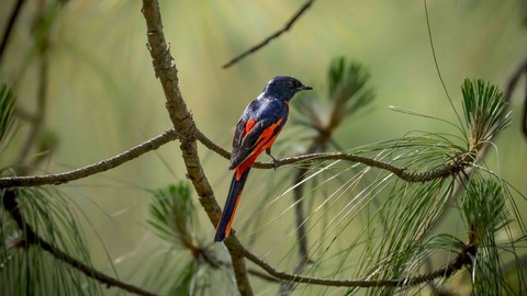 Binsar Wildlife Sanctuary