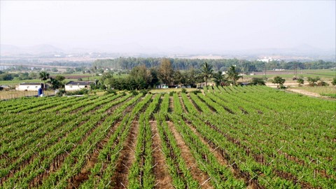 cata de vinos