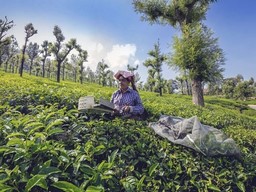 Coonoor