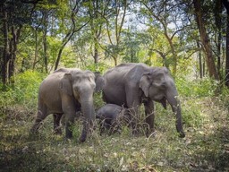 Mudumalai- Naturschutzgebiet 