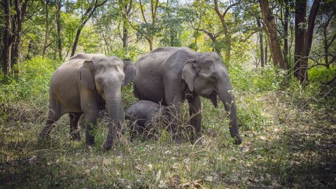 Sanctuaire animalier de Mudumalai 