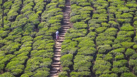 festival de té y el turismo