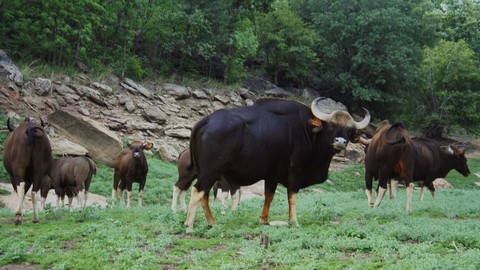 Parc national Satpura 