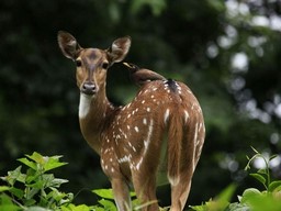 パランビクラム・トラ保護区