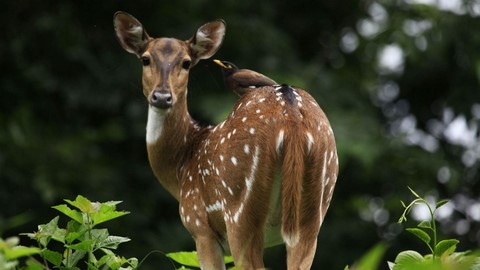 Parambikulam Tiger Reservat 