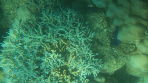 Coral reefs