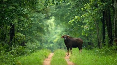 Sitanadi Wildtier-Reservat 