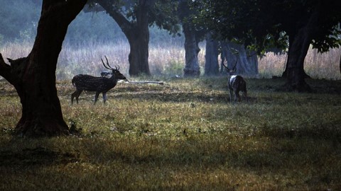 Parc National Betla 