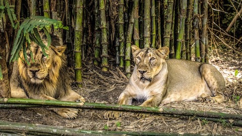 Vasona Lion Safari Park