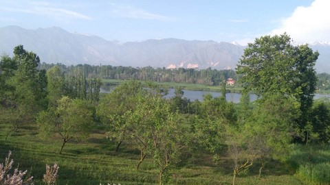 帕姆波雷(Pampore)