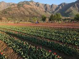 Le jardin des tulipes 