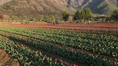 Le jardin des tulipes 