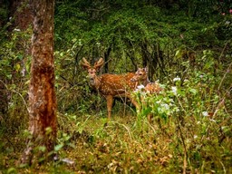 Wayanad-Wildtierreservat 